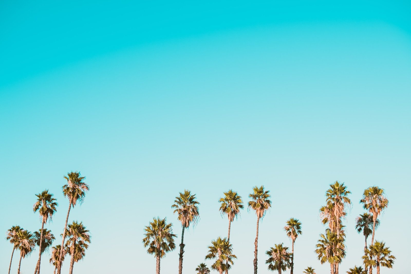 Summer background for Microsoft Teams